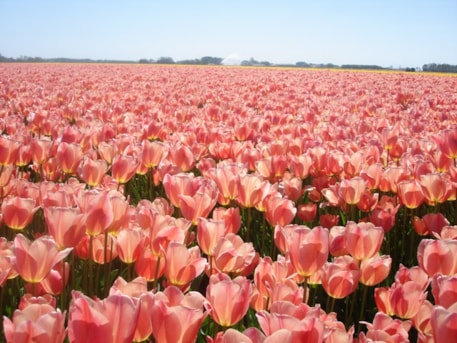 Stunning Apricot Field